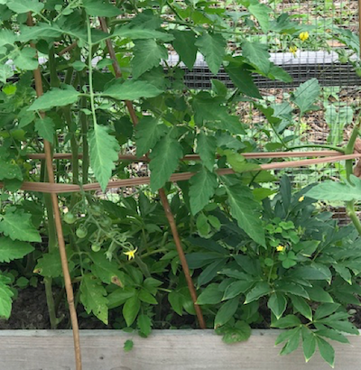 tomato plant with bamboo and panty hose holding it up