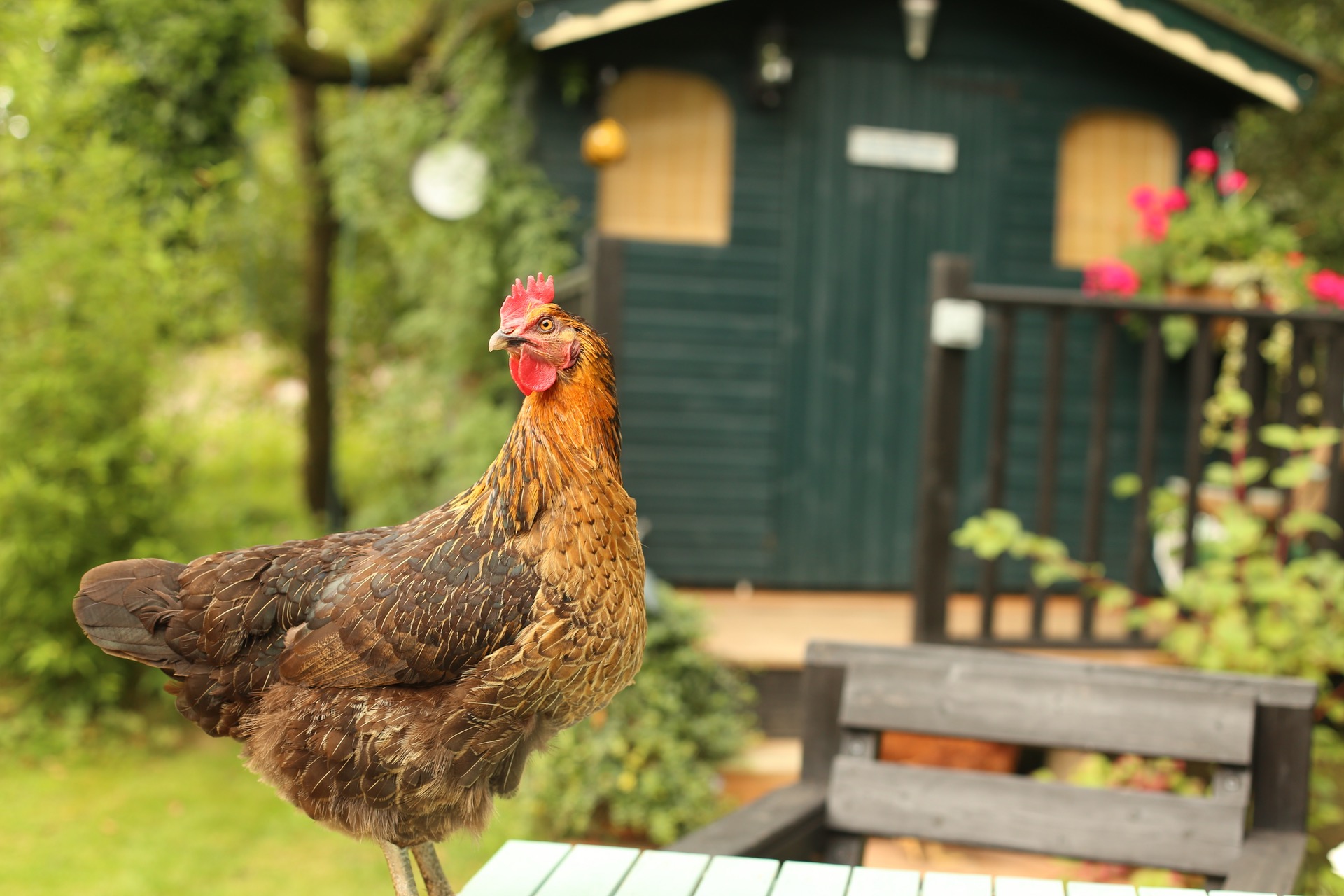 Benefits Of Backyard Chickens Green America