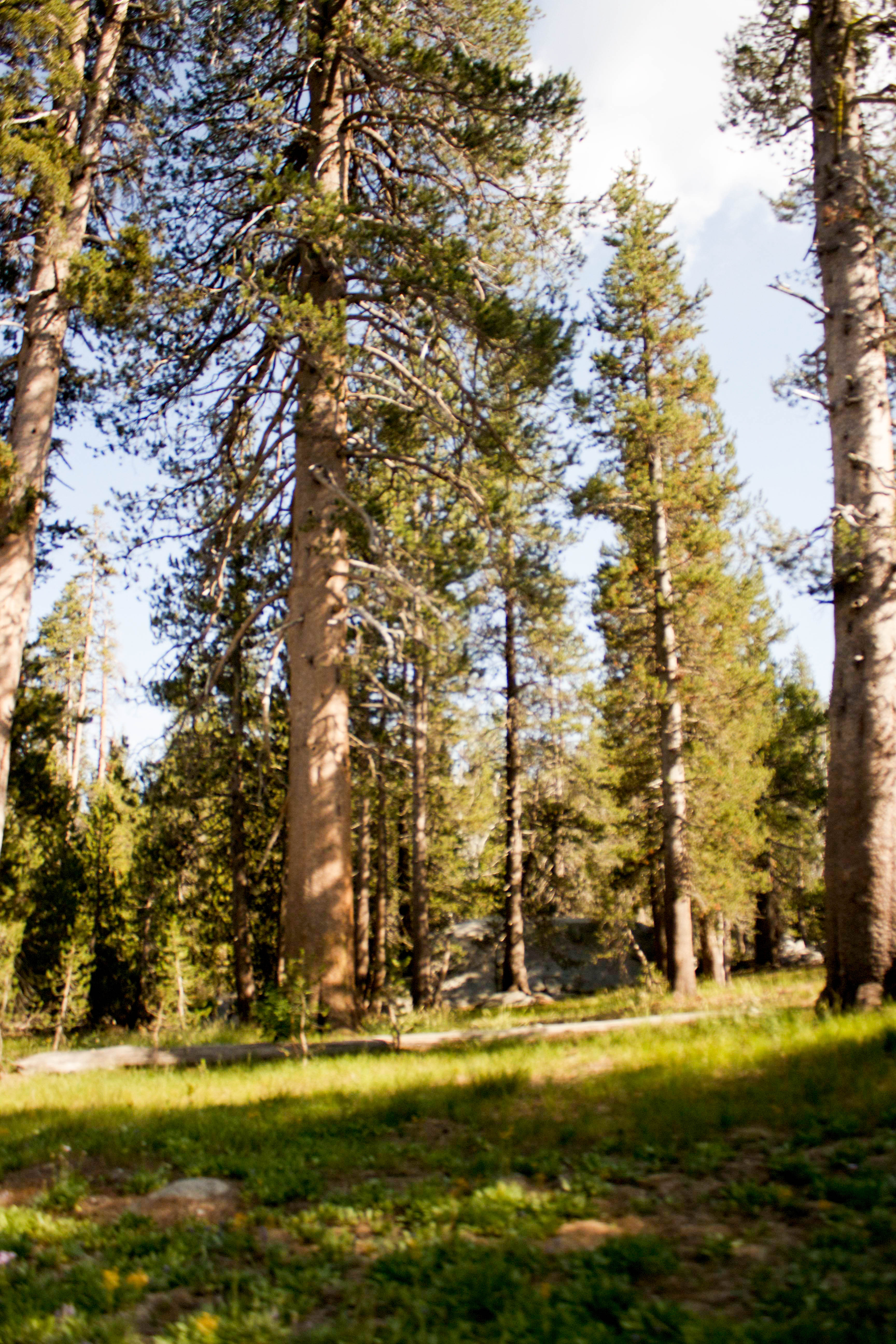 Trees in Yosemite