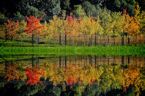A picture to encourage you to change your investment to be fossil-free - An image of trees reflected in water
