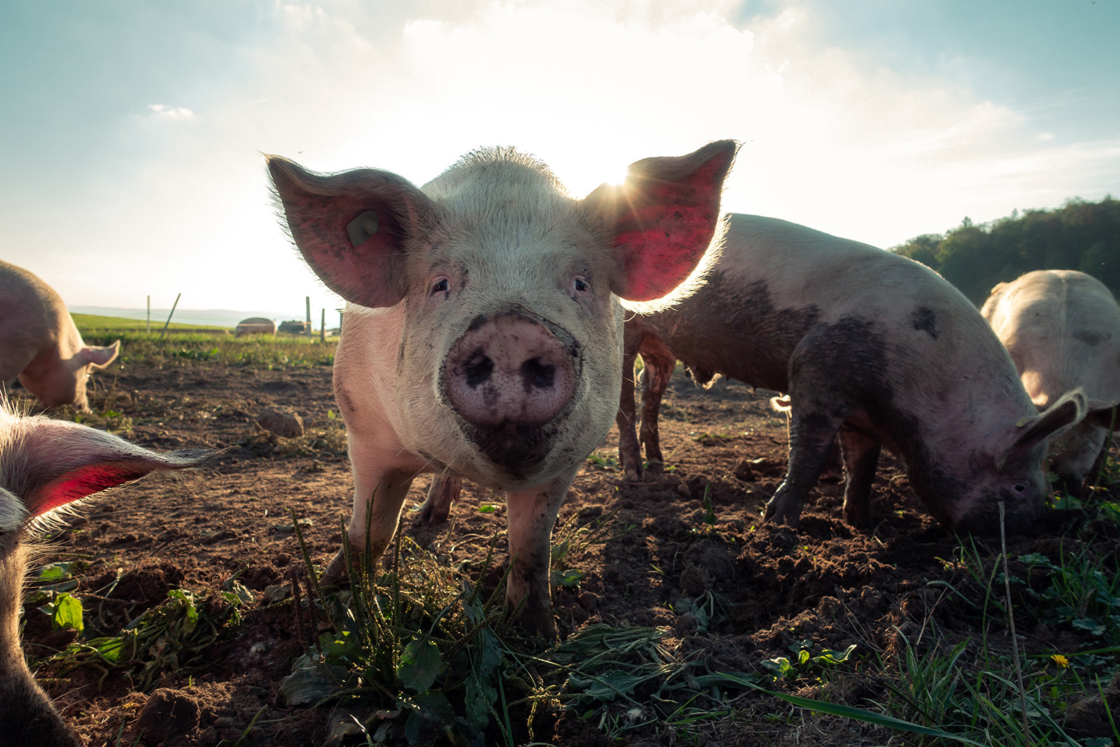 Plant-Based Investing, for the Good of Animals | Green America