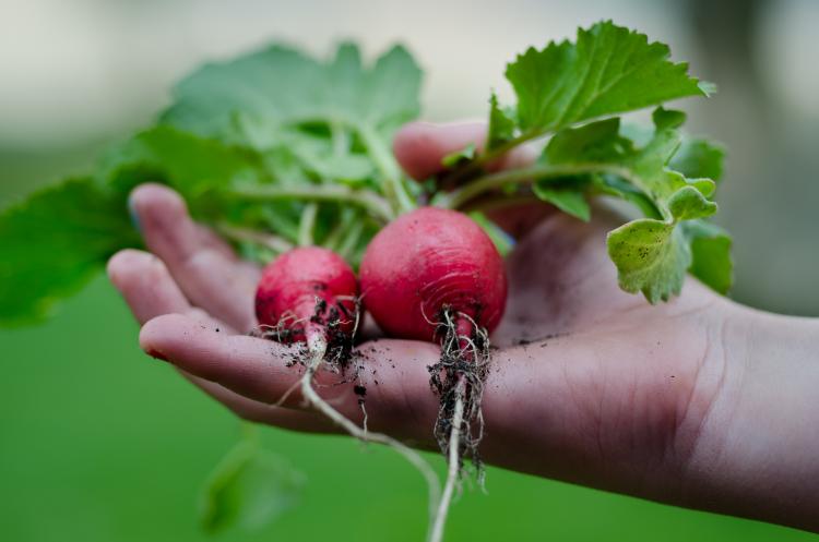 gardening-hand-harvest-9301.jpg