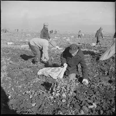 Japanese American men picking potatoes during the war. Climate Victory Gardens.