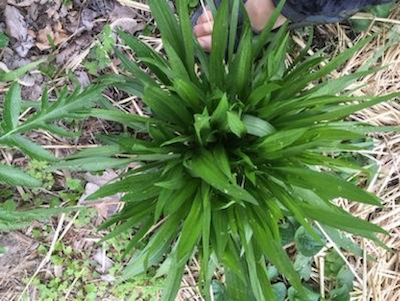 narrow leaf plantain in yard with long thin leaves