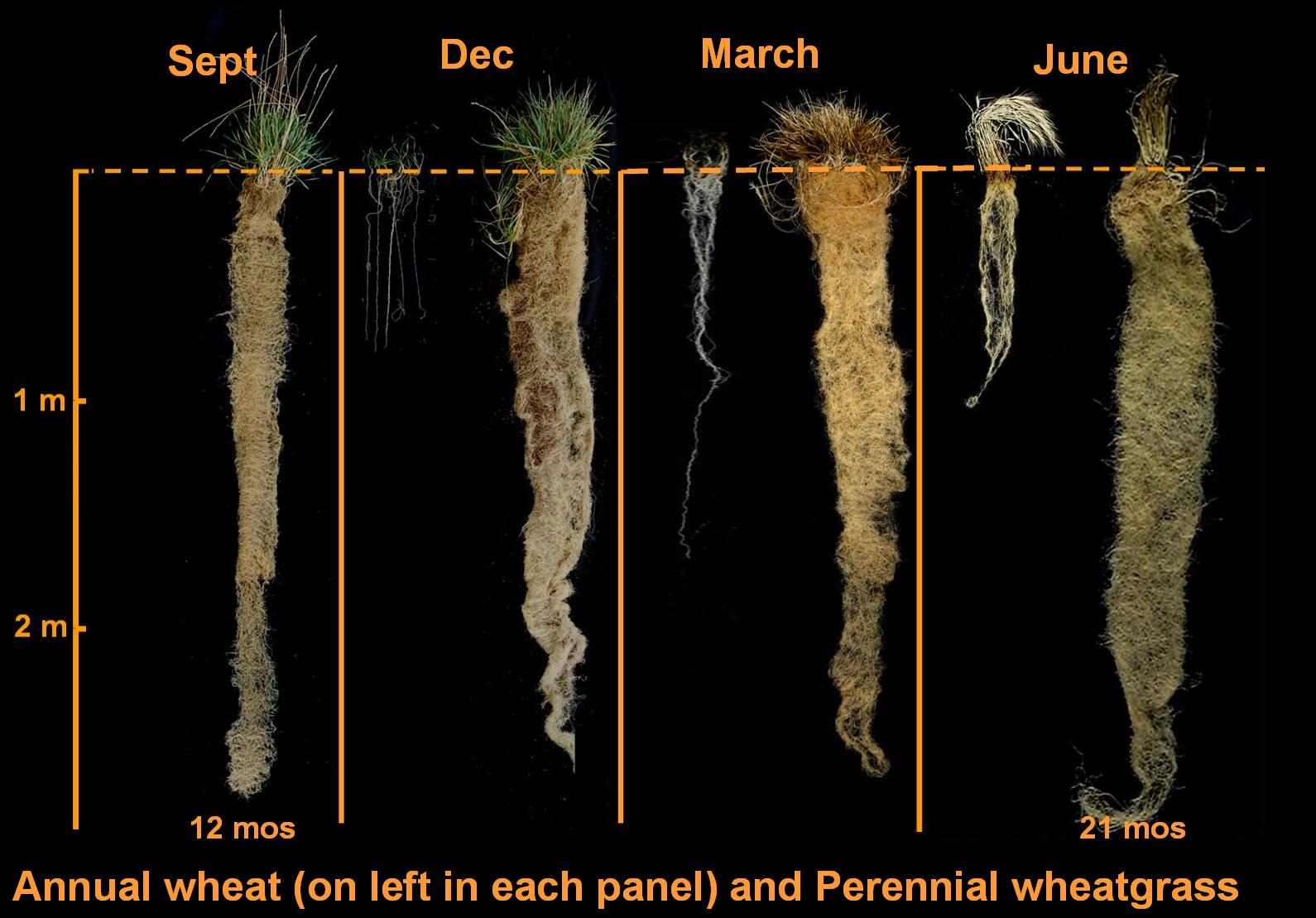 Image of wheat roots: annual wheat vs perennial wheatgrass