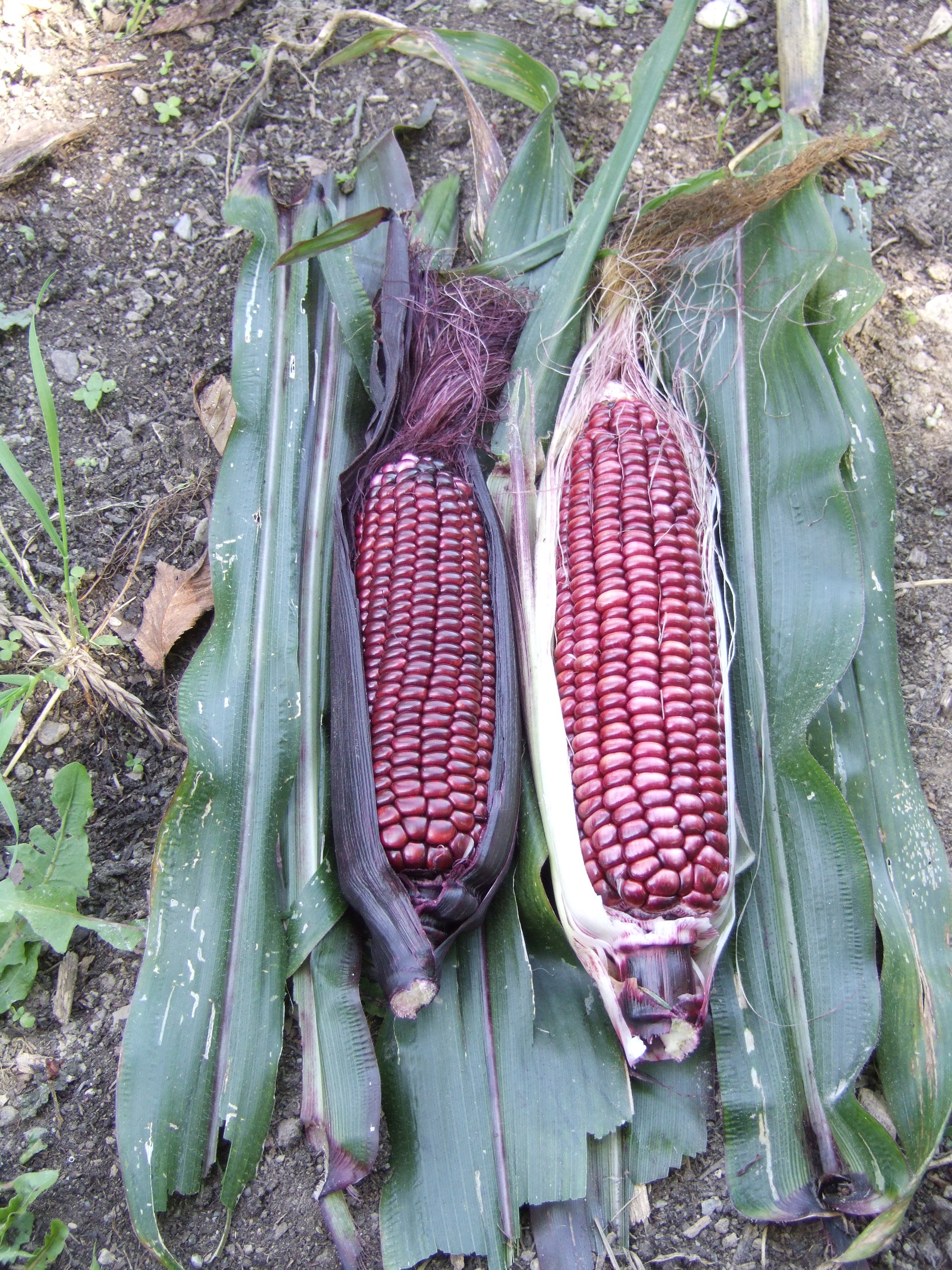 Two cobs of rose potpourri corn sitting on a pile of greens on the dirt. Climate Victory Gardens.