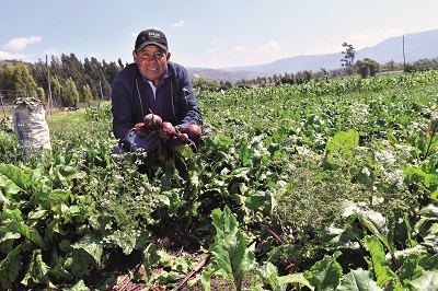 man holding vegetable roots in a garden