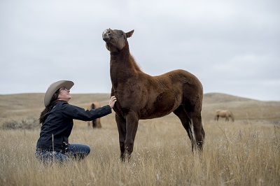 person grooming a horse in a field