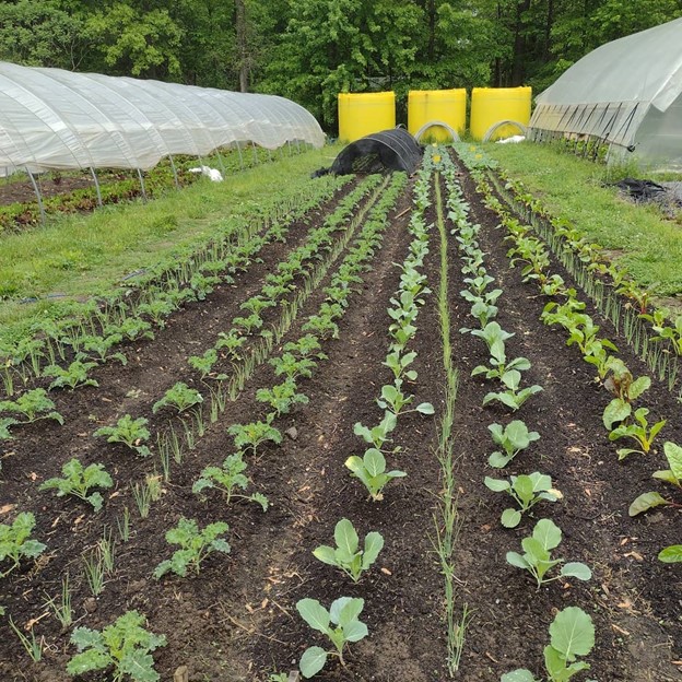 rows of vegetables growing between greenhouses 