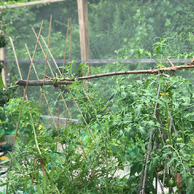 plants growing up bamboo sticks