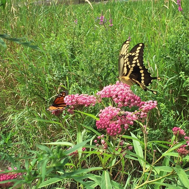 Butterfly lands on renewed meadows at Old City Acres farm