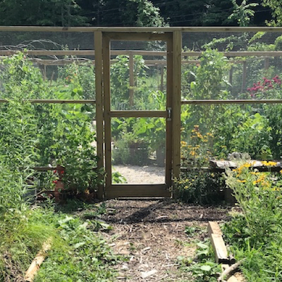 garden with mulched soil and very tall plants