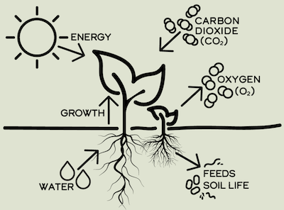 illustration of photosynthesis to explain climate victory gardening