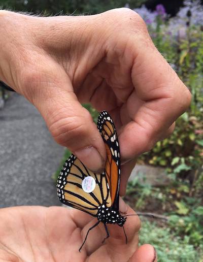 Laura demonstrates the proper way to hold a monarch butterfly, lightly pinching its wings between her thumb and forefinger