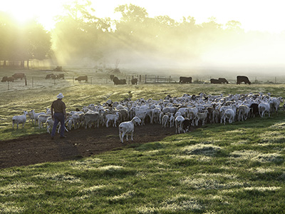 White Oak Pastures