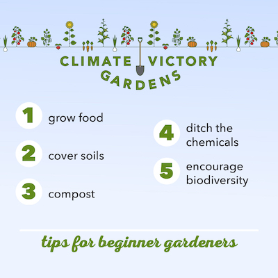 climate victory gardening practices for beginners