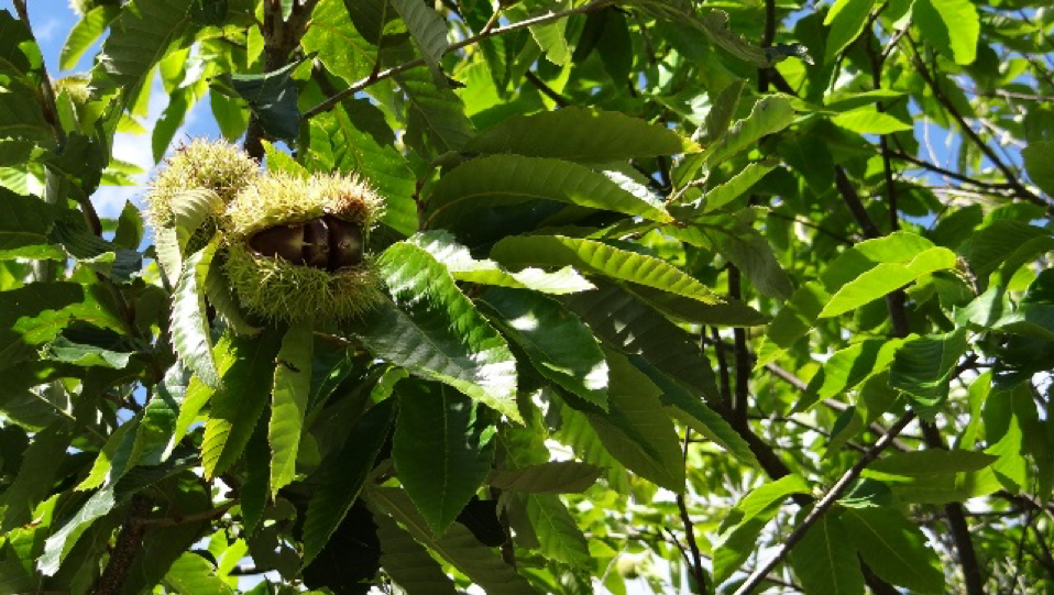 chestnut growing in a tree