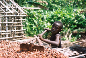 Young boy rakes cocoa beans on a drying rack.