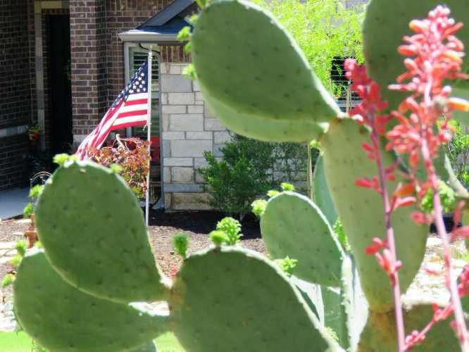 yard with American flag and cacti, death of the American lawn