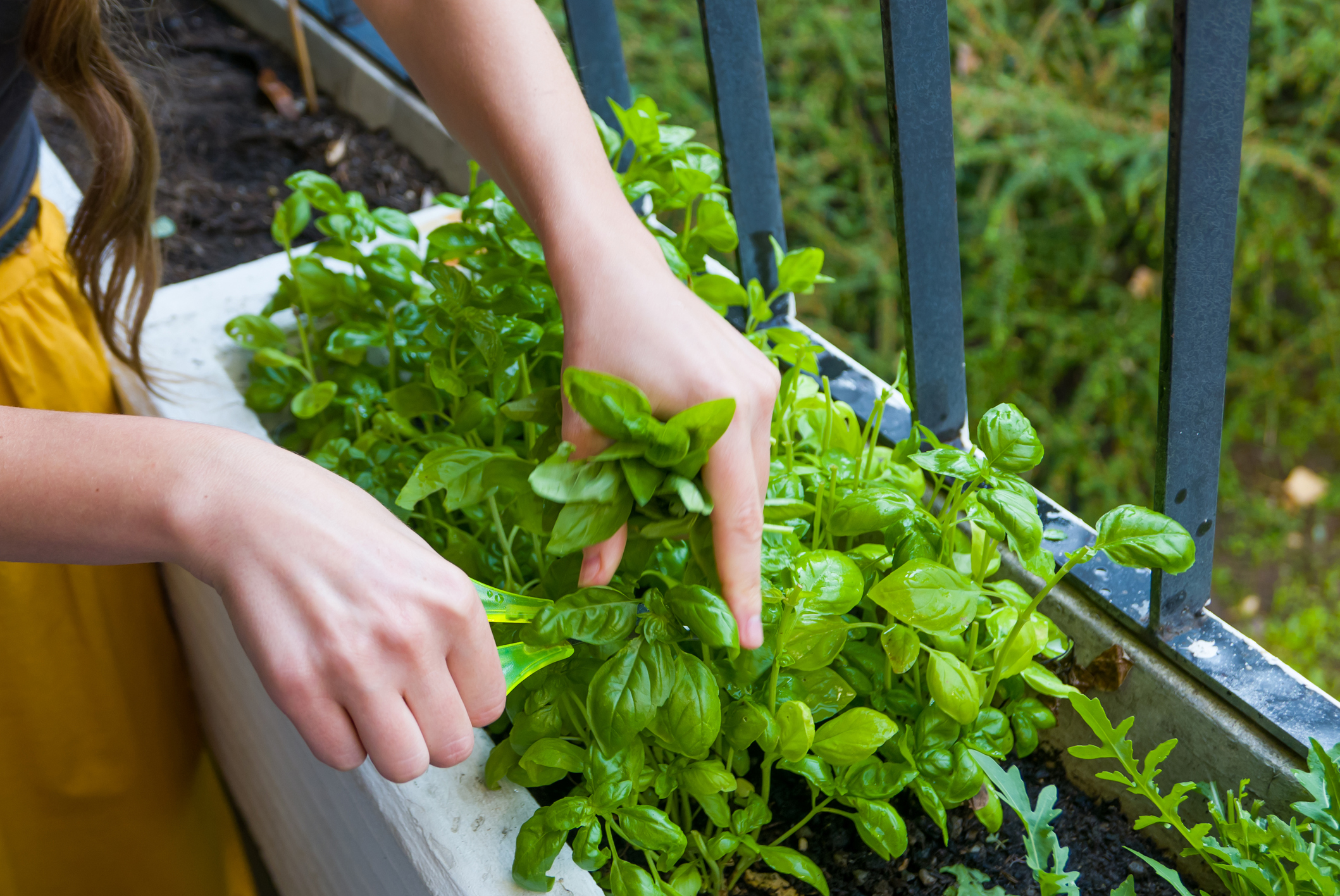 woman cutting basil plants from a container garden on her balcony