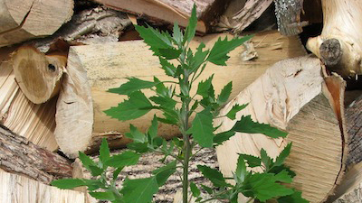 lambsquarter weed in front of cut wood