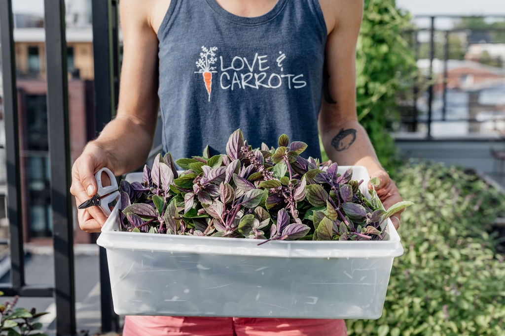 person holding a bin of plants with a t-shirt that says love and carrots