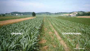 organic vs conventional