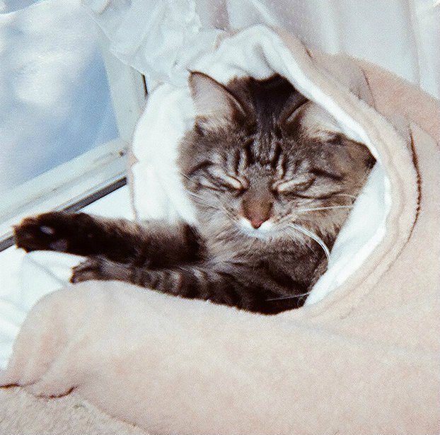 cat in a sleeping bag