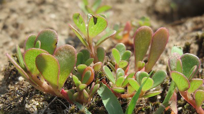 purslane weed up close