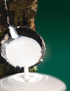 Rubber is harvested from the bark of a rubber tree.