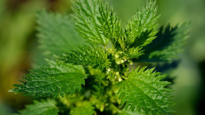 stinging nettle weed