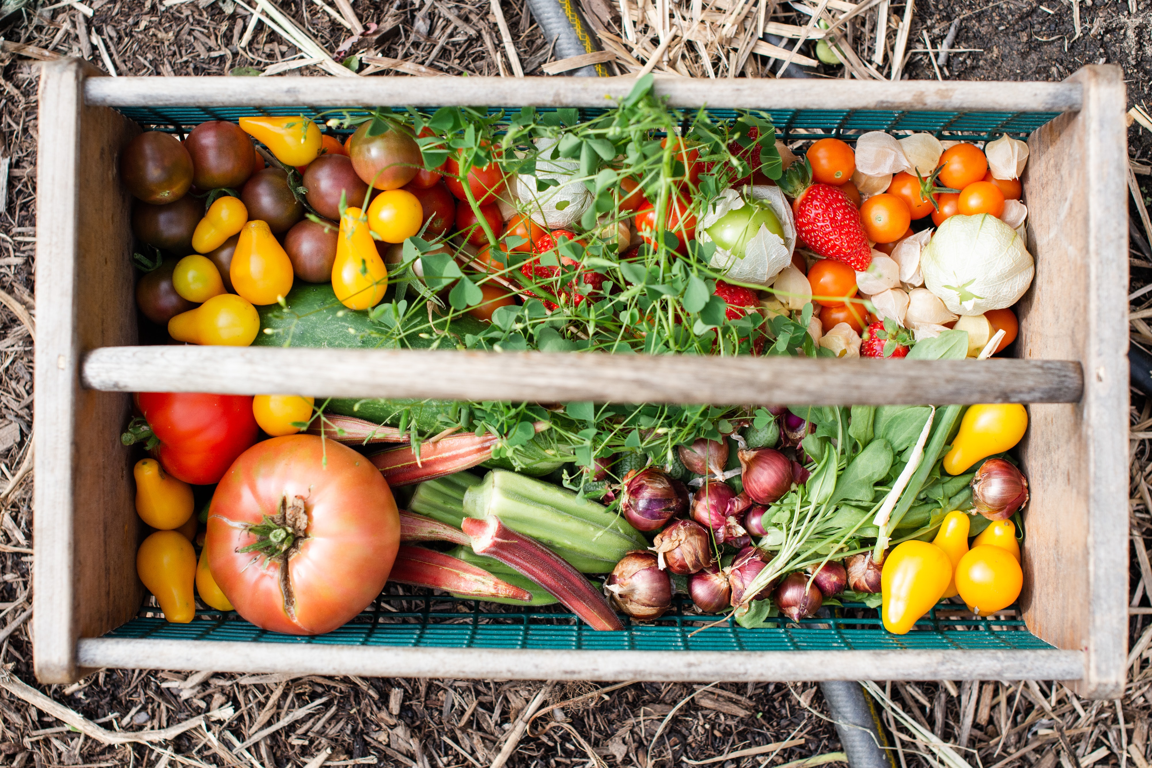 A basket filled with fresh tomatoes, okra, onions, and micro-greens.