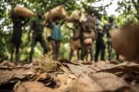 Image: child laborers in cocoa field. Topic: Tell Godiva: End Child Labor