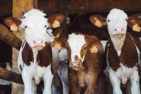 Image: three cows in barn. Topic: Antibiotics in the Dairy Industry: What You Need to Know