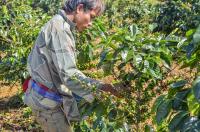 farmer picking coffee berries