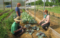 Young farmers working with vegetables on a small farm