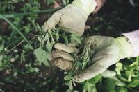 person holding pulled weeds in gloved hands