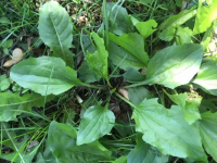 Image: plantain weed. Topic: Plantain, More Than a Weed
