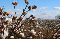 Landscape shot of a cotton field. In the foreground is a dried stalk with several fluffy white cotton balls on the ends.