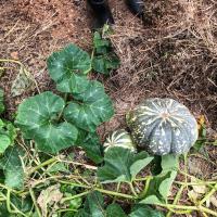 squash growing in mulched climate victory garden