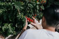 man holding tomatoes in his climate victory garden