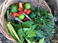 basket of fresh picked herbs and vegetables, showing what to grow in climate victory garden