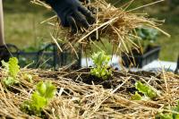 gloved hands adding straw to garden bed of lettuce, types of mulch for your climate victory garden