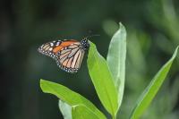 monarch butterfly in natural habitat on milkweed