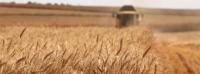 Wheat field. Regenerative agriculture.