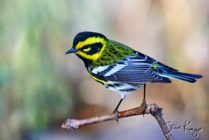 Townsend's Warbler, Male