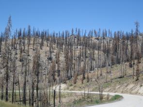 Plumas burned forest