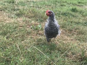Our Heritage Chickens up in PA