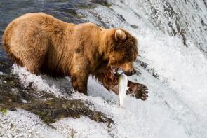 A grizzly bear spears a salmon in Katmailand National Park