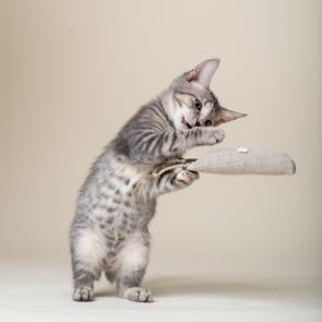 Grey kitten with hemp catnip toy between it's paws 